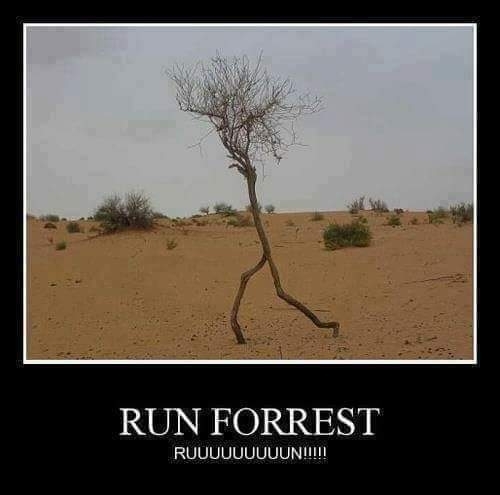 Run-Forrest-Run.jpg