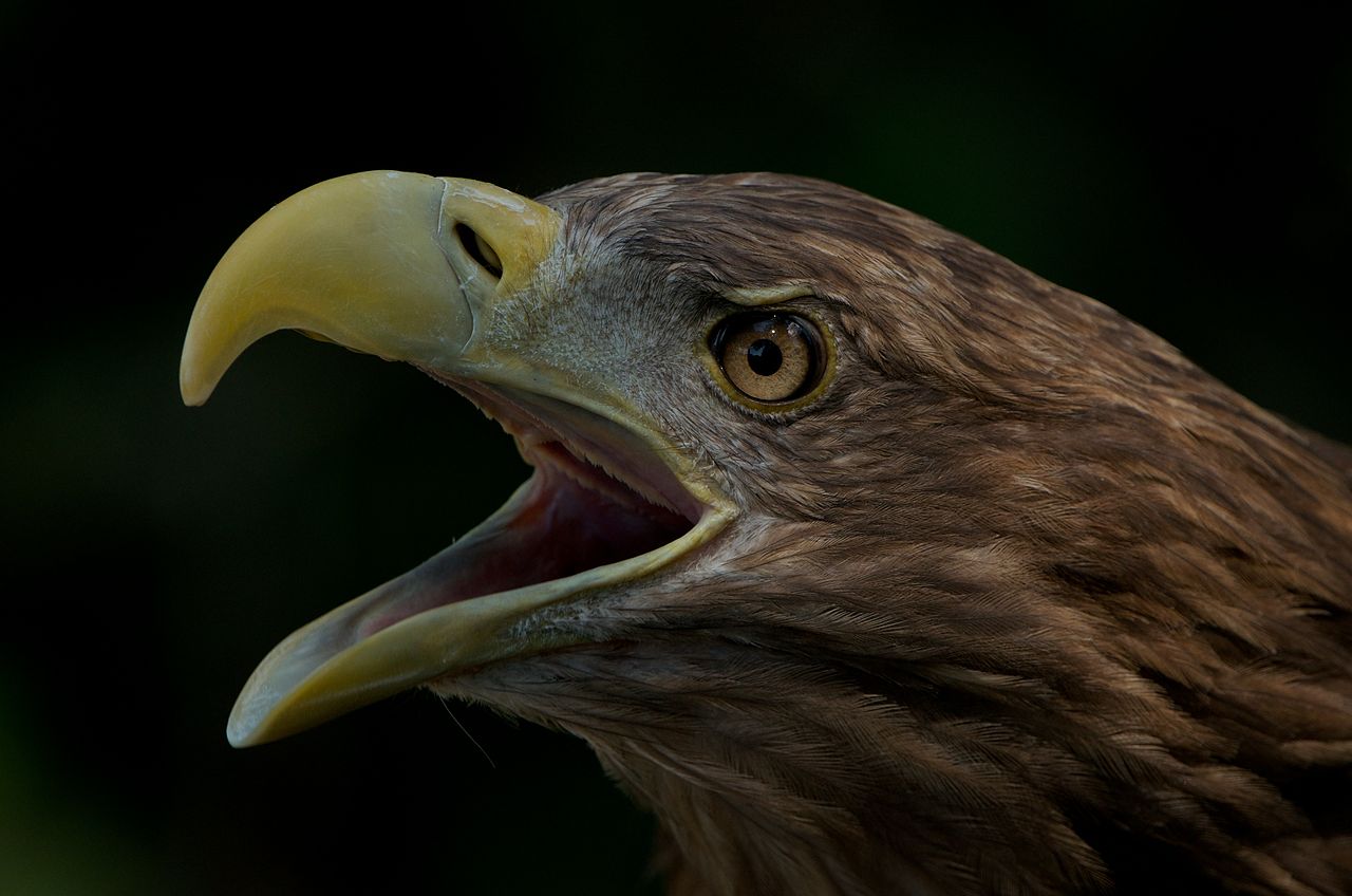 1280px-White_Tailed_Eagle_AdF.jpg