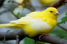 Canary-on-tree_web.jpg