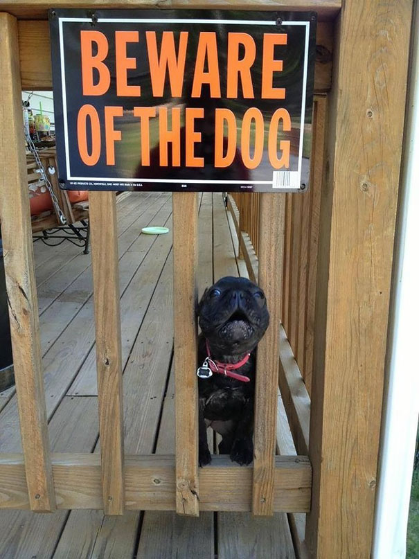 beware-of-the-dog-5-57ee559e96602__605.jpg