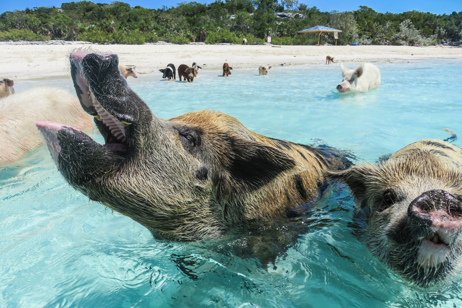 swimming-pig-island-bahamas.jpg